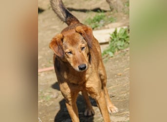 OSCAR er hat nur einen Wunsch - eigene Herzensmenschen !