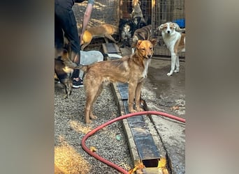 Aufgepasst - hier ist der charmante Traumhund ALAN