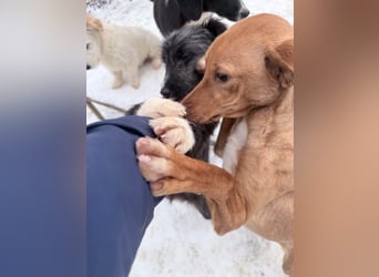 Charmante MIRA sucht liebevolles Für-Immer-Zuhause