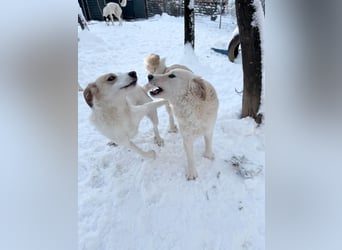 Süßer MAXIM träumt vom großen Glück