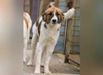 wunderhübscher WILHELM braucht DICH zum "Weiterwachsen"