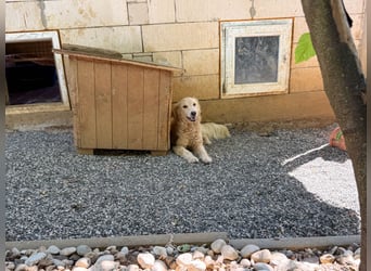 Kuschelhund MAXIM will endlich seine eigenen Menschen finden - vielleicht dich?