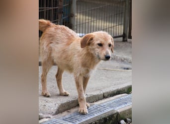 Zuckersüßer DARCY - manchmal etwas zurückhaltend aber doch neugierig