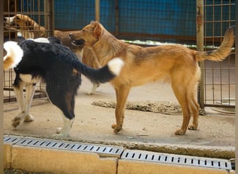 Aufgepasst - hier ist der charmante Traumhund ALAN