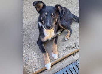 Traumhündin ALANIS mit dem Potential zum Herzenshund