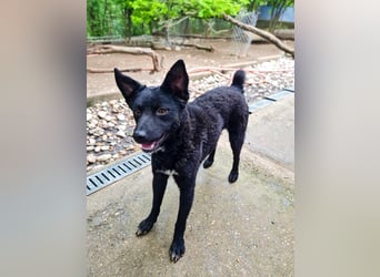 Niedliche BILLIE könnte dein Herzenshund werden