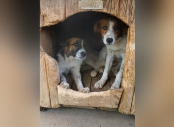 WILHELM - quirlig, lebensfroh sucht Familie zum liebhaben !