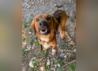 Zauberhafter DARIO - Herzenshund, Knutschkugel und Zuckerbub
