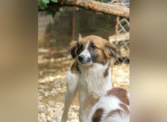 WILHELM - quirlig, lebensfroh sucht Familie zum liebhaben !