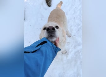 Süßer MAXIM träumt vom großen Glück