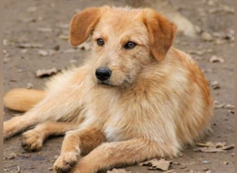 Zuckersüßer DARCY - manchmal etwas zurückhaltend aber doch neugierig