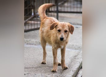 Zuckersüßer DARCY - manchmal etwas zurückhaltend aber doch neugierig