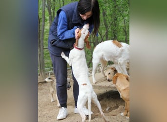 Schlappohr FICO sucht Familie zum Kuscheln
