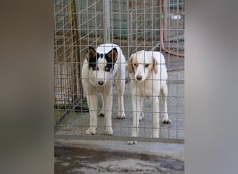 Halli-Hallo, ich bin die zuckersüße LIMA und suche ein liebevolles Zuhause