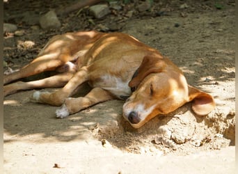 Freundlicher BARK möchte dich um seine hübschen Pfoten wickeln