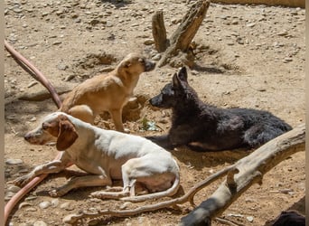 Niedliche BILLIE könnte dein Herzenshund werden