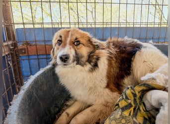 wunderhübscher WILHELM braucht DICH zum "Weiterwachsen"