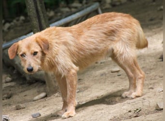 Zuckersüßer DARCY - manchmal etwas zurückhaltend aber doch neugierig