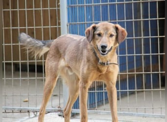 OSCAR er hat nur einen Wunsch - eigene Herzensmenschen !