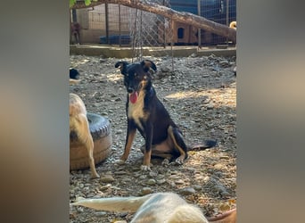 Traumhündin ALANIS mit dem Potential zum Herzenshund