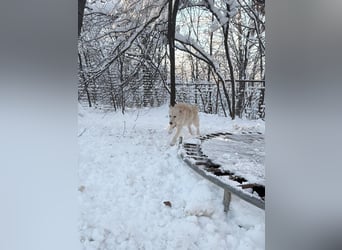 Süßer MAXIM träumt vom großen Glück