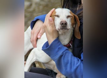 Schlappohr FICO sucht Familie zum Kuscheln