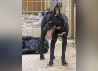 Zauberhafte BILLIE - sanfte Hündin mit einem großen Herz