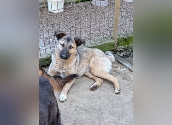 Kuschelmaus JOSEPHINE will endlich von ihren Menschen entdeckt werden