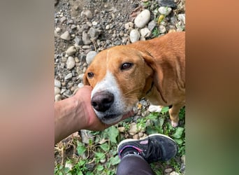 Freundlicher BARK möchte dich um seine hübschen Pfoten wickeln