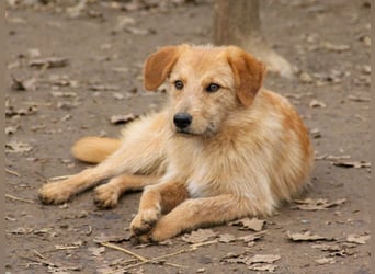 Zuckersüßer DARCY - manchmal etwas zurückhaltend aber doch neugierig