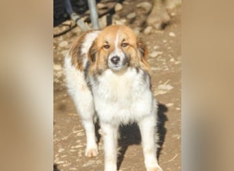 wunderhübscher WILHELM braucht DICH zum "Weiterwachsen"