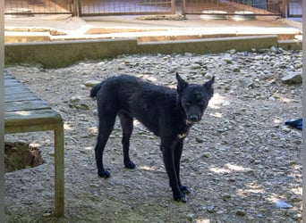 Niedliche BILLIE könnte dein Herzenshund werden