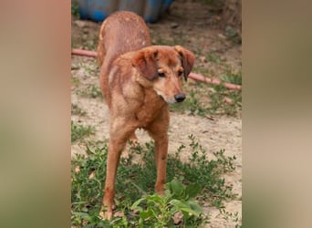 OSCAR er hat nur einen Wunsch - eigene Herzensmenschen !