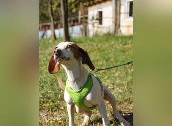 Schlappohr FICO sucht Familie zum Kuscheln
