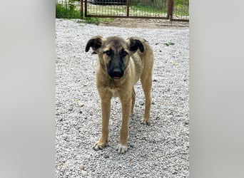 Kuschelmaus JOSEPHINE will endlich von ihren Menschen entdeckt werden