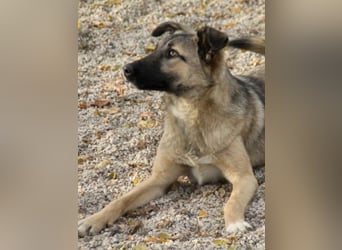 Verspielte JOSEPHINE möchte endlich ihre Für-Immer-Familie finden