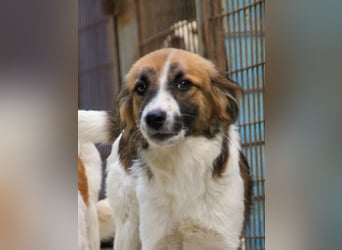 WILHELM - quirlig, lebensfroh sucht Familie zum liebhaben !