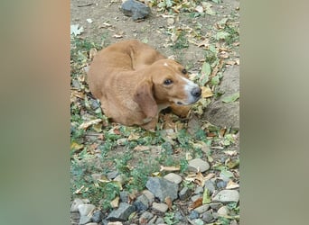 Fröhlicher Traumprinz BARK möchte dich verzaubern