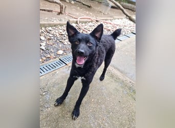 Niedliche BILLIE könnte dein Herzenshund werden