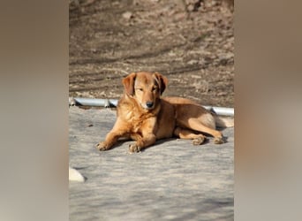 OSCAR er hat nur einen Wunsch - eigene Herzensmenschen !