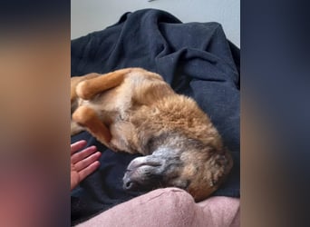 lernwillige NISHA wartet bereits in 91052 Erlangen auf ihre Herzensmenschen !