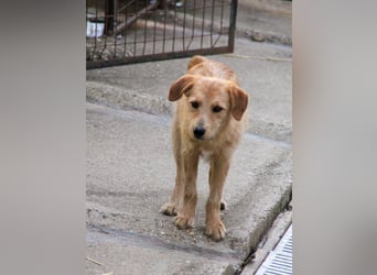 Zuckersüßer DARCY - manchmal etwas zurückhaltend aber doch neugierig