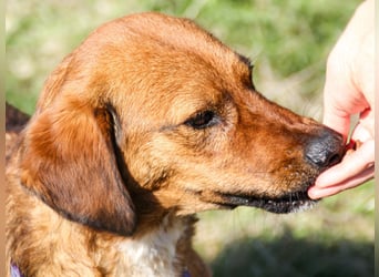 Zauberhafter DARIO - Herzenshund, Knutschkugel und Zuckerbub