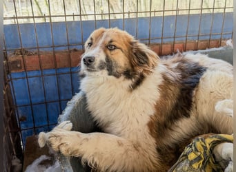 wunderhübscher WILHELM braucht DICH zum "Weiterwachsen"