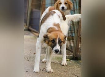 WILHELM - quirlig, lebensfroh sucht Familie zum liebhaben !
