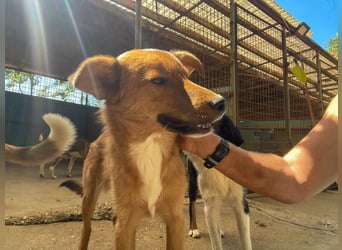 Aufgepasst - hier ist der charmante Traumhund ALAN