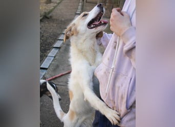 Gute-Laune-Hund LIMA möchte mit dir ins richtige Leben starten