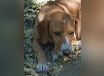 Fröhlicher Traumprinz BARK möchte dich verzaubern