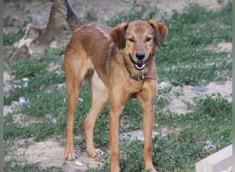 OSCAR er hat nur einen Wunsch - eigene Herzensmenschen !