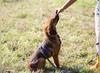 Zauberhafter DARIO - Herzenshund, Knutschkugel und Zuckerbub